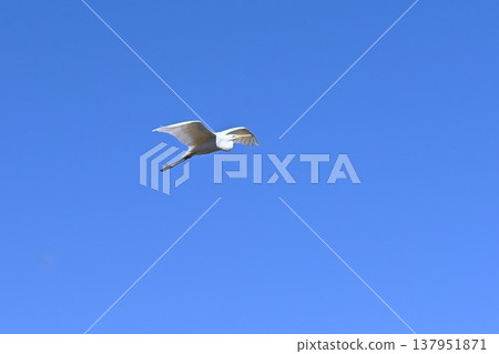 白鷺鷥觀鳥 137951871