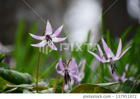 Dogtooth violets blooming in Korankei Dogtooth violets blooming in Korankei 137951872