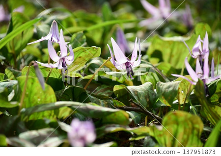 Dogtooth violets blooming in Korankei 137951873