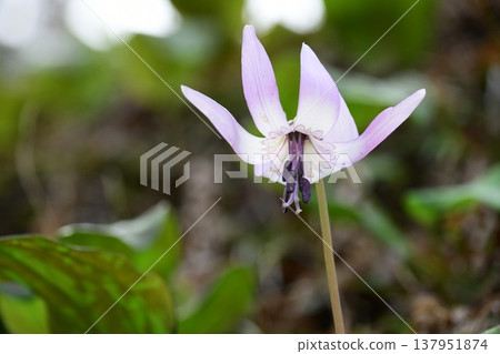 Dogtooth violets blooming in Korankei Dogtooth violets blooming in Korankei 137951874
