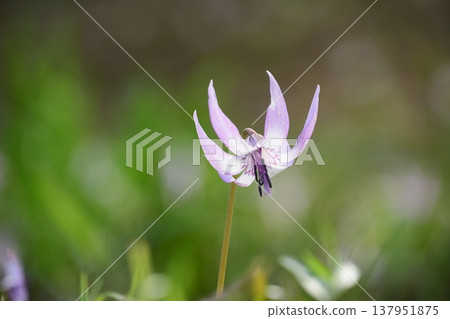 Dogtooth violets blooming in Korankei Dogtooth violets blooming in Korankei 137951875
