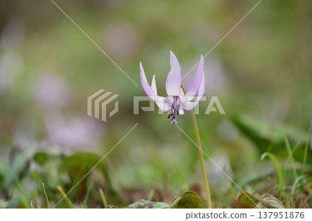 Dogtooth violets blooming in Korankei Dogtooth violets blooming in Korankei 137951876