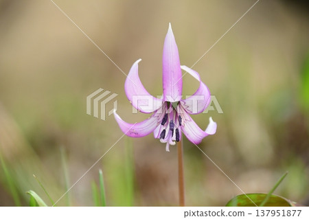 Dogtooth violets blooming in Korankei Dogtooth violets blooming in Korankei 137951877
