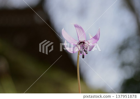 香嵐溪盛開的山紫羅蘭 香嵐溪盛開的山紫羅蘭 137951878