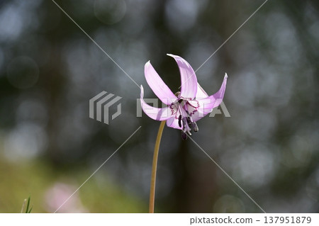 香嵐溪盛開的山紫羅蘭 137951879