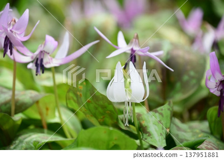 Dogtooth violets blooming in Korankei 137951881