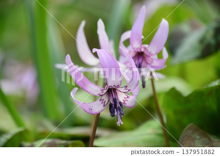 Dogtooth violets blooming in Korankei Dogtooth violets blooming in Korankei 137951882