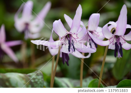 Dogtooth violets blooming in Korankei Dogtooth violets blooming in Korankei 137951883