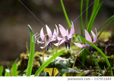 Dogtooth violets blooming in Korankei Dogtooth violets blooming in Korankei 137951884