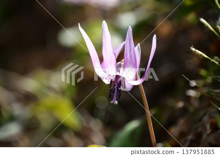 Dogtooth violets blooming in Korankei Dogtooth violets blooming in Korankei 137951885
