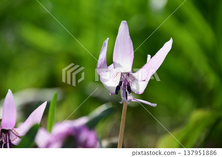 Dogtooth violets blooming in Korankei Dogtooth violets blooming in Korankei 137951886