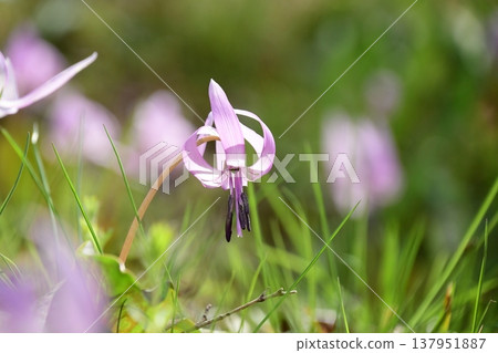 Dogtooth violets blooming in Korankei Dogtooth violets blooming in Korankei 137951887