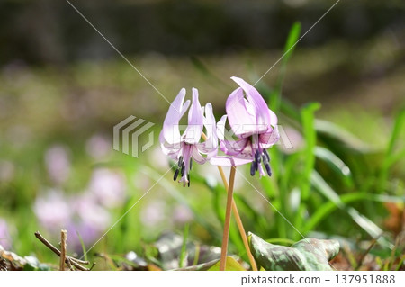 Dogtooth violets blooming in Korankei 137951888