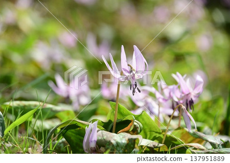 Dogtooth violets blooming in Korankei Dogtooth violets blooming in Korankei 137951889