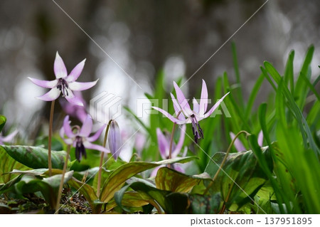 Dogtooth violets blooming in Korankei Dogtooth violets blooming in Korankei 137951895