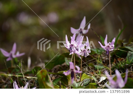 Dogtooth violets blooming in Korankei Dogtooth violets blooming in Korankei 137951896