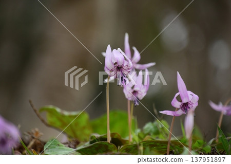 香嵐溪盛開的山紫羅蘭 137951897