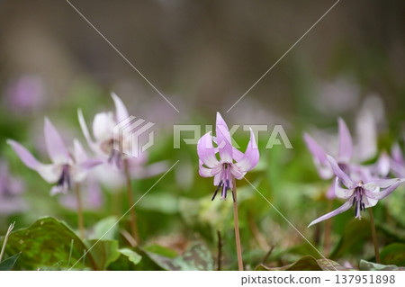 Dogtooth violets blooming in Korankei Dogtooth violets blooming in Korankei 137951898