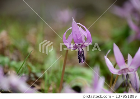 Dogtooth violets blooming in Korankei Dogtooth violets blooming in Korankei 137951899