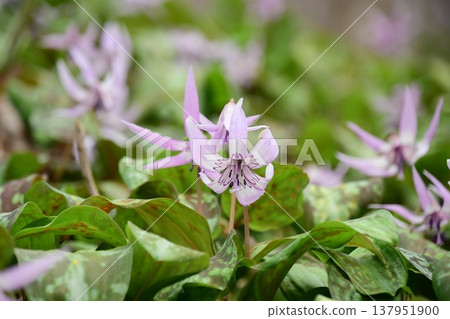 香嵐溪盛開的山紫羅蘭 137951900