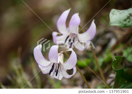 Dogtooth violets blooming in Korankei Dogtooth violets blooming in Korankei 137951901