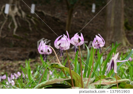 Dogtooth violets blooming in Korankei Dogtooth violets blooming in Korankei 137951903