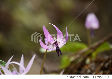 香嵐溪盛開的山紫羅蘭 137951904