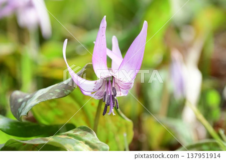Dogtooth violets blooming in Korankei Dogtooth violets blooming in Korankei 137951914