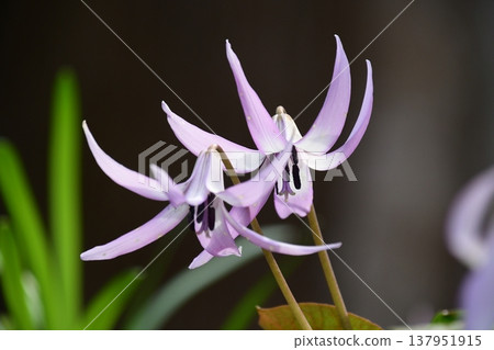 Dogtooth violets blooming in Korankei Dogtooth violets blooming in Korankei 137951915