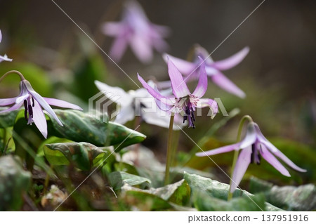 Dogtooth violets blooming in Korankei Dogtooth violets blooming in Korankei 137951916