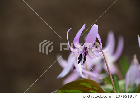 Dogtooth violets blooming in Korankei Dogtooth violets blooming in Korankei 137951917