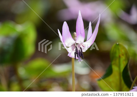 Dogtooth violets blooming in Korankei 137951921