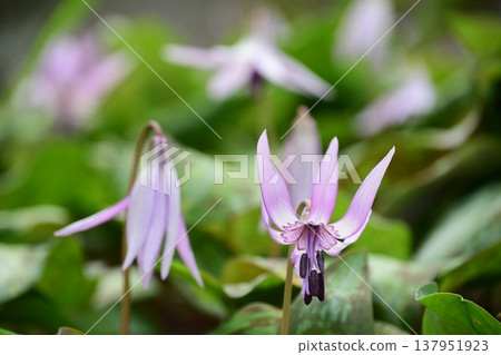 Dogtooth violets blooming in Korankei 137951923
