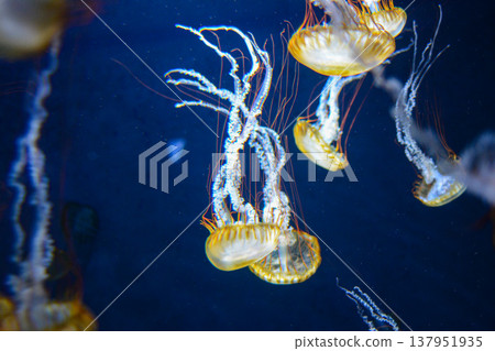 一隻夢幻般的水母漂浮在藍色的水族箱背景上。海洋生物。一幅令人平靜的畫面。 137951935