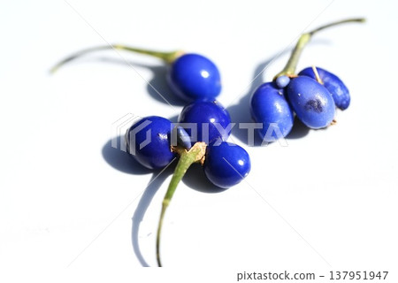 The seeds of the Ophiopogon japonicus (also known as Noshiran) ripen to a vibrant cobalt blue in winter. The seeds of the Ophiopogon japonicus (also known as Noshiran) ripen to a vibrant cobalt blue in winter. 137951947