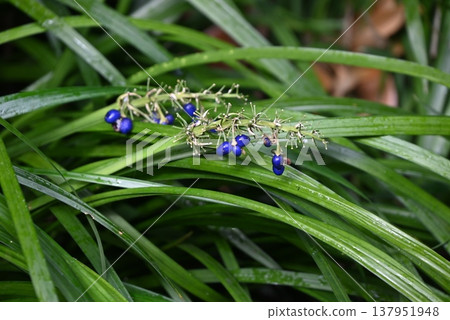 The seeds of the Ophiopogon japonicus (also known as Noshiran) ripen to a vibrant cobalt blue in winter. The seeds of the Ophiopogon japonicus (also known as Noshiran) ripen to a vibrant cobalt blue in winter. 137951948