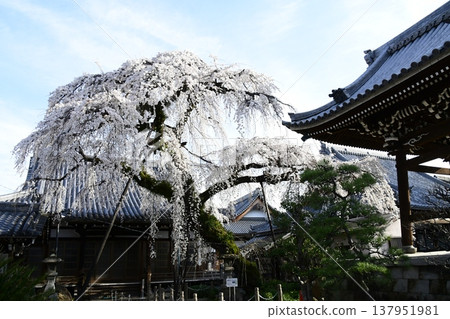 犬山圓明寺的垂枝櫻花樹 137951981