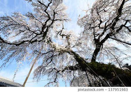 犬山圓明寺的垂枝櫻花樹 犬山圓明寺的垂枝櫻花樹 137951983