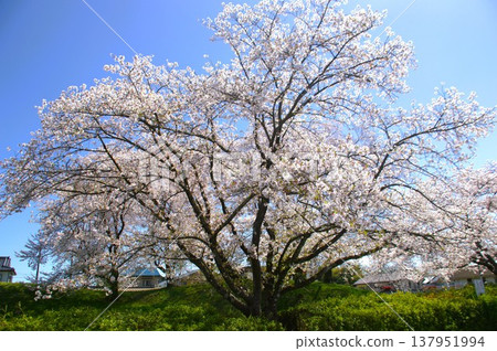 行田櫻花 137951994