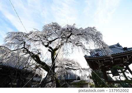 The weeping cherry tree at Enmyoji Temple in Inuyama The weeping cherry tree at Enmyoji Temple in Inuyama 137952002