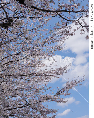 Cherry Blossoms	 137952025
