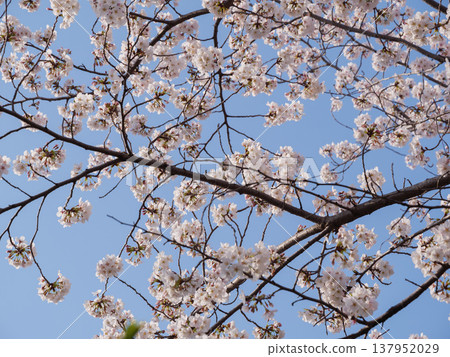 Cherry Blossoms Cherry Blossoms 137952029
