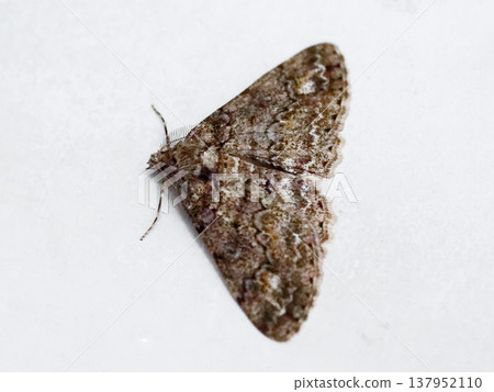 The moth *Ectropis obliqua* (male) emerges in early spring. The moth *Ectropis obliqua* (male) emerges in early spring. 137952110