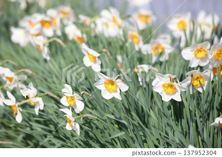 Daffodil flowers Daffodil flowers 137952304