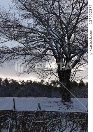 北之里道之站的雪景與白雪皚皚的樹木 北之里道之站的雪景與白雪皚皚的樹木 137952375