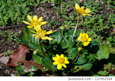 Early spring flower Ranunculaceae 137952384