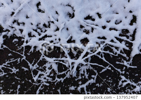 樹根從雪中探出,呈現出雕塑般的優美造型(冬季紋理) 樹根從雪中探出,呈現出雕塑般的優美造型(冬季紋理) 137952407