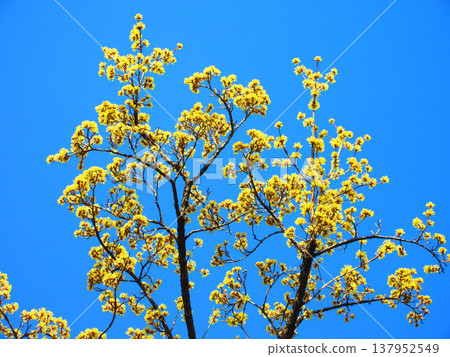 Cornelian cherry blossoms against a blue sky (photographed in 2026 at an urban agricultural park in Adachi Ward, Tokyo) Cornelian cherry blossoms against a blue sky (photographed in 2026 at an urban agricultural park in Adachi Ward, Tokyo) 137952549