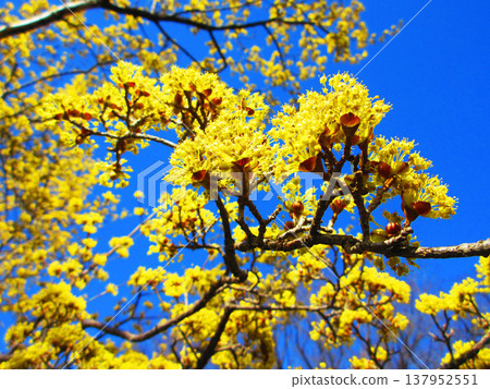 藍天下的山茱萸花(攝於2026年,東京足立區都市農業公園) 藍天下的山茱萸花(攝於2026年,東京足立區都市農業公園) 137952551