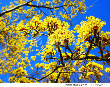 Cornelian cherry blossoms against a blue sky (photographed in 2026 at an urban agricultural park in Adachi Ward, Tokyo) Cornelian cherry blossoms against a blue sky (photographed in 2026 at an urban agricultural park in Adachi Ward, Tokyo) 137952552